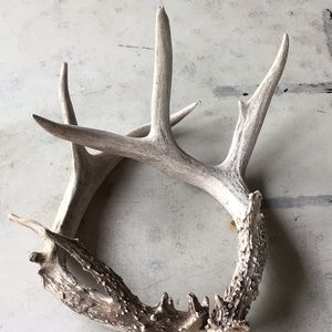 Pair of deer antlers